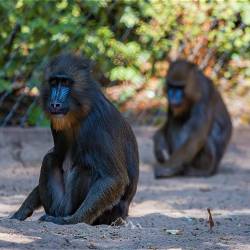 #520 · Zoo Hamburg 2022