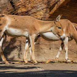 #524 · Zoo Hamburg 2022