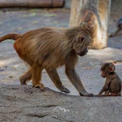 #532 · Zoo Hamburg 2022