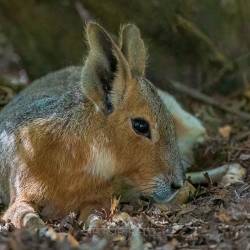 #509 · Zoo Hamburg 2022