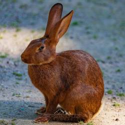 #522 · Zoo Hamburg 2022