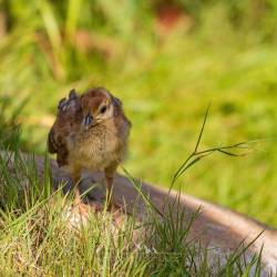 #534 · Zoo Hamburg 2022