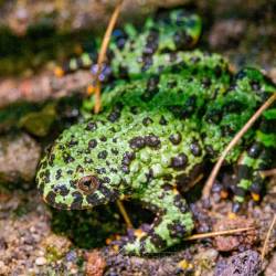 #473 · Zoo Hannover 2024