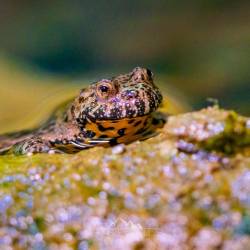 #472 · Zoo Hannover 2024