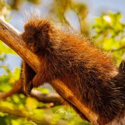 #455 · Zoo Hannover 2024