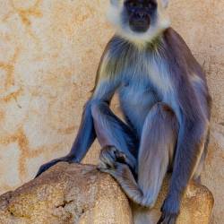 #478 · Zoo Hannover 2024