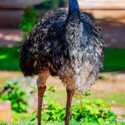 #475 · Zoo Hannover 2024