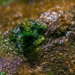 #474 · Zoo Hannover 2024