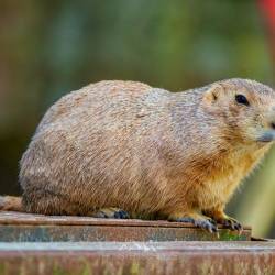 #457 · Zoo Hannover 2024