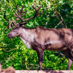 #458 · Zoo Hannover 2024