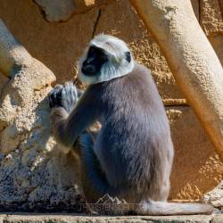 #477 · Zoo Hannover 2024