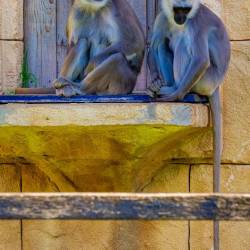 #476 · Zoo Hannover 2024