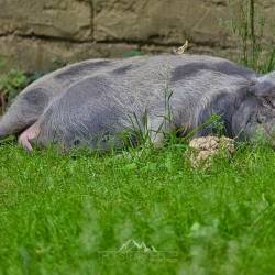 #664 · Zoo Osnabrück 2020