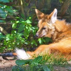 #676 · Zoo Osnabrück 2020