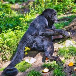 #674 · Zoo Osnabrück 2020