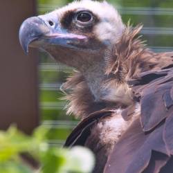 #667 · Zoo Osnabrück 2020