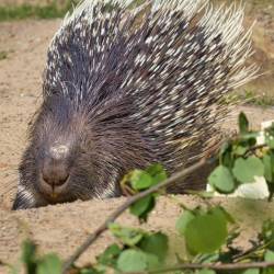 #655 · Zoo Osnabrück 2020