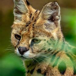 #653 · Zoo Osnabrück 2023