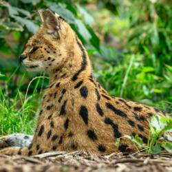 #648 · Zoo Osnabrück 2023