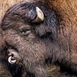 #558 · Bison