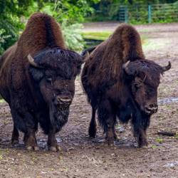 #557 · Bisons