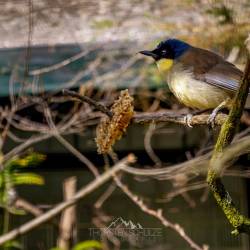 #984 · Blaukappenhäherling