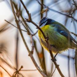 #144 · Blaumeise in der Winterzeit