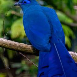 #978 · Blauseidenkuckuck