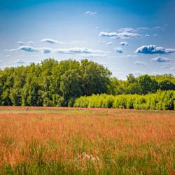 #362 · Blühende Wiese in Falkenhardt