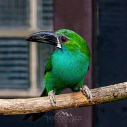 #975 · Blutbürzelarassari