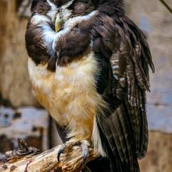 #1020 · Brillenkauz