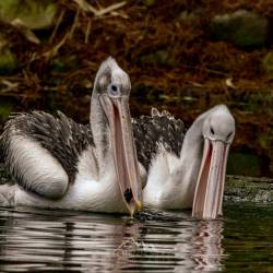 #1014 · Brillenpelikan