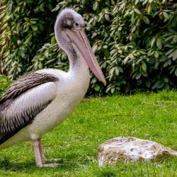 #1015 · Brillenpelikan