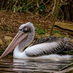 #1013 · Brillenpelikan