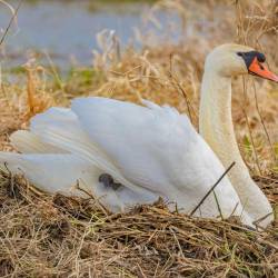 #1163 · Brütender Schwan