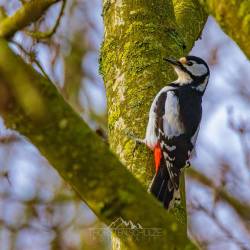 #142 · Buntspecht am Baumstamm