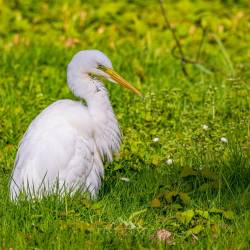 #248 · Der Silberreiher ist gelegentlich auch auf der Schlosswiese zu bestaunen