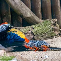 #1007 · Diamentenfasan