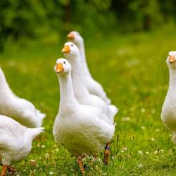 #333 · Die Diepholzer Gans