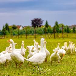 #334 · Die Diepholzer Gans