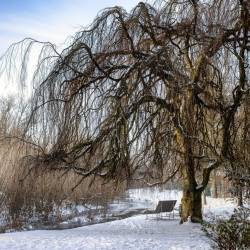 #1651 · Die Lohne neben dem Rathaus im Winterschnee