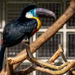 #986 · Dotterkehltukan