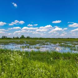#263 · Dümmer Wiesen und Gräben