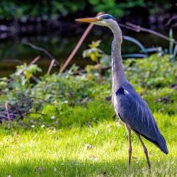 #249 · Ebenfalls kann man auf der Schlossinsel gelegentlich Graureiher beobachten