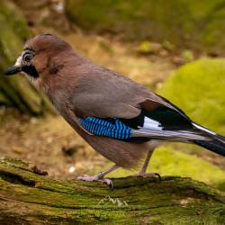 #1003 · Eichelhäher