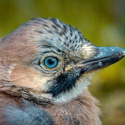 #1526 · Eichelhäher