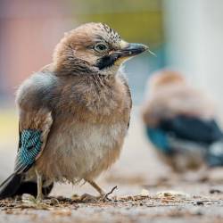 #1523 · Eichelhäher