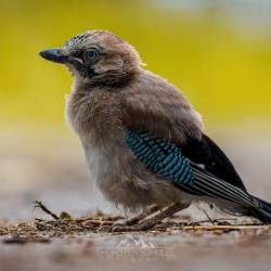 #1524 · Eichelhäher