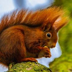 #343 · Eichhörnchen beim Fressen