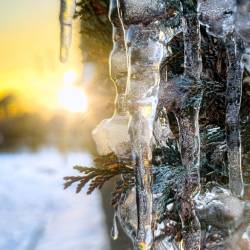 #1652 · Eiszapfen im Winter (Schrebergärten)